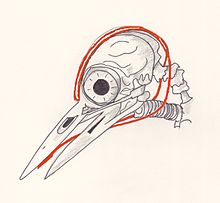 Dessin d'un crâne de pic avec les différents os et la langue