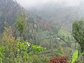 Cultures sur les pentes de la caldeira.