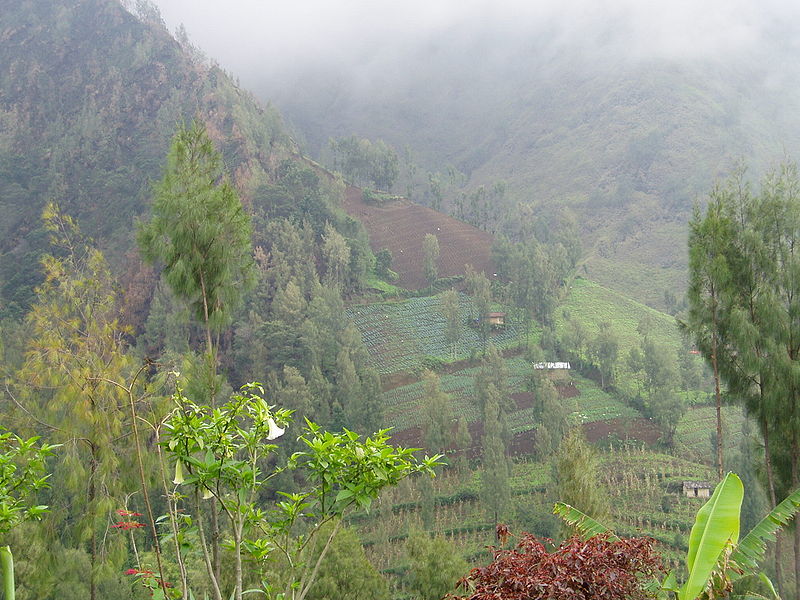 File:East Java farms.jpg