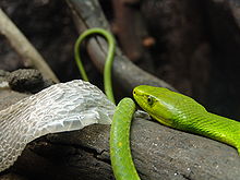 A bright green snake on a log next to shedded skin