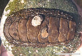 Enoplochiton niger