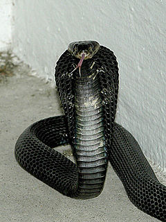 Description de l'image Equatrorial-spitting-cobra 001.jpg.