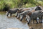 Böhm-Zebras (Equus quagga boehmi), Serengeti-Nationalpark, Tansania