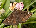 Erynnis horatius