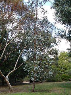 Eucalyptus cinerarea