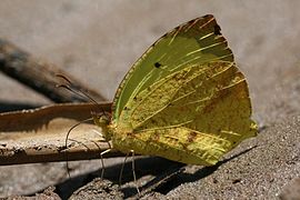 金绿黄粉蝶 Eurema xanthochlora