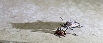 Female with rostrum in a dead nymph