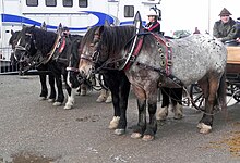 groupe de chevaux de trait vus de profil.