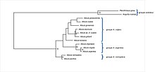 Cladogramme des relations entre les espèces du genre Albula