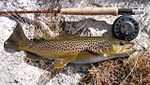 Typical Firehole River Brown Trout taken on an olive Woolly Bugger at Muleshoe Bend. (Released)