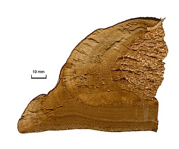 Tranĉaĵo de fungo de la specio Fomes fomentarius