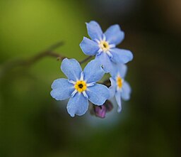 Forget-me-not2-cropped