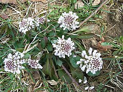 Thlaspi caerulescens[англ.]