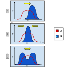 1: directional selection: a single extreme phenotype favoured.
2, stabilizing selection: intermediate favoured over extremes.
3: disruptive selection: extremes favoured over intermediate.
X-axis: phenotypic trait
Y-axis: number of organisms
Group A: original population
Group B: after selection Genetic Distribution.svg