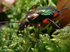 Carabus auronitens festivus