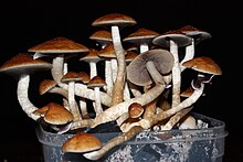 The increasing availability of information on growing techniques made it possible for amateurs to grow psilocybin mushrooms (Psilocybe cubensis pictured) without access to laboratory equipment Golden teacher kookoskuidussa 3.jpg