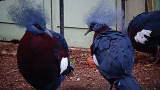 Ménagerie du jardin des plantes de Paris (France)