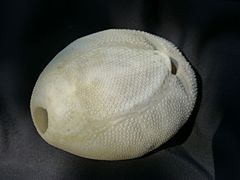 Testa de um ouriço-do-mar spatangóide (face oral) : a boca está à direita e o ânus à esquerda.