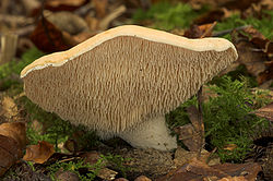 Hedgehog fungi.jpg