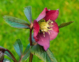 Une rose de carême (Helleborus orientalis). (définition réelle 3 340 × 2 652)
