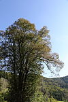 Sommerlinde (Tilia platyphyllos)