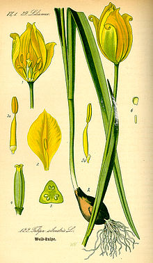 Illustration Tulipa sylvestris0.jpg