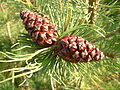 Pinus mugo: Junge Zapfen