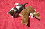 3 bicolor kittens "Puspin" Kittens red background3.jpg