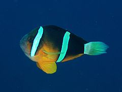 Ejemplar de A. clarkii en Izu, Japón