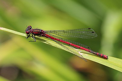 Large red damselflyPyrrhosoma nymphula♂ England, UK