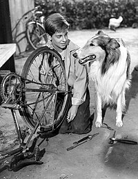 Famous Dog Lassie