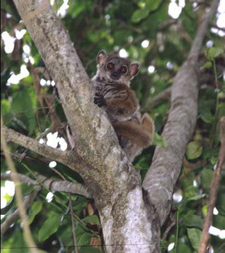 Arten Lepilemur aeeclis