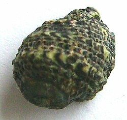 Lepsiella scobina scobina. 
 JPG