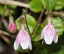 Linnaea borealis (flower).JPG