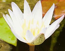 Original lotus Lotus free.jpg