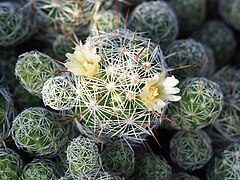 Description de l'image Mammillaria vetula 2019-10-26 03.jpg.