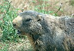 Marmota marmota head (aka).jpg