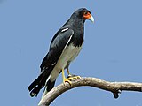 The mountain caracara, like many hawks, has carunculated features.