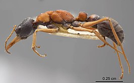 Myrmecia elegans