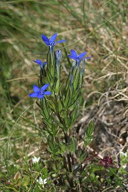 Dýragras (Gentiana nivalis) er vel þekkt á Íslandi.