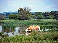 Naturschutzgebiet Rhäden bei Obersuhl, WDPA ID 165150