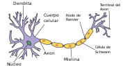 Miniatura para Neurona
