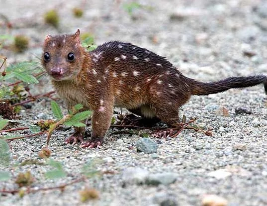 Archivo:New Guinean quoll.webp