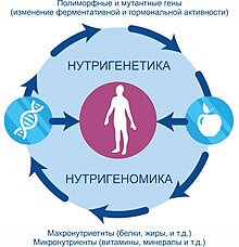 Нутрігеноміка та нутрігенетика