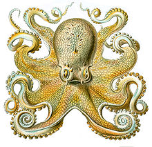 Pieuvre, animal totem 1 dans PIEUVRE 220px-Octopusvulgaris