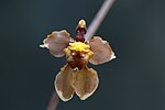 Artikel: Cyrtochilum flexuosum