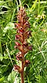 Orobanche gracilis 160705. jpg