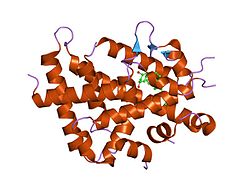 PDB 1rjk EBI.jpg