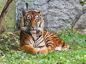 English: Panthera tigris sumatran subspecies. ...