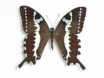 Papilio delalandei mâle